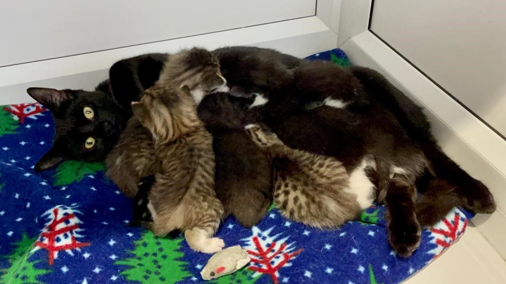 Cat and six kittens found dumped in taped up cardboard box in Oldham